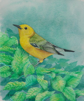 Prothonotory Warbler