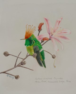 Rufous-crested Coquette