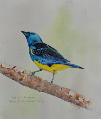 Turquoise Tanager