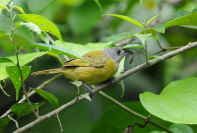 White-shouldered Tanager (f)
