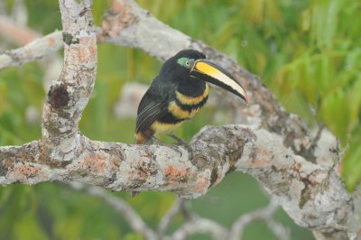 Many-banded Aracari