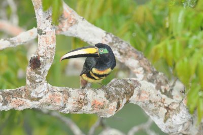 Many-banded Aracari