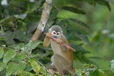 squirrel Monkey