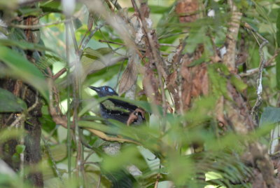 Plumbeous Antbird