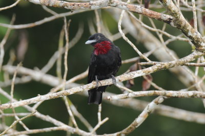 Purple-throated Fruitcrow