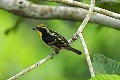 Gilded Barbet