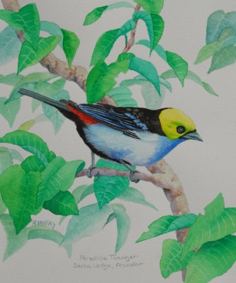 Paradise Tanager