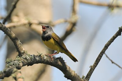 Mourning Warbler
