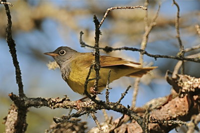 Connecticut Warbler