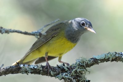 Connecticut Warbler