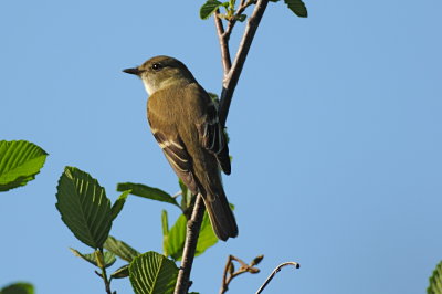 Alder Flycatcher