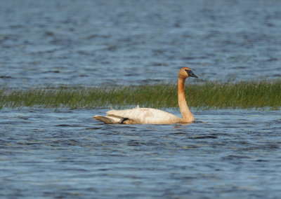 Trumpeter Swan