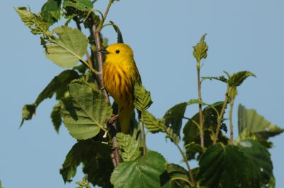 Yellow Warbler