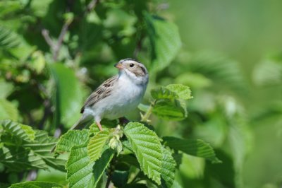 Clay-colored Sparrow