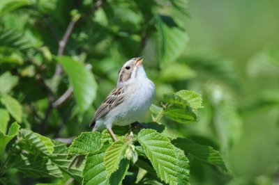 Clay-colored Sparrow