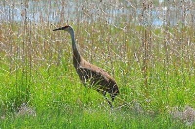 Sandhill Crane