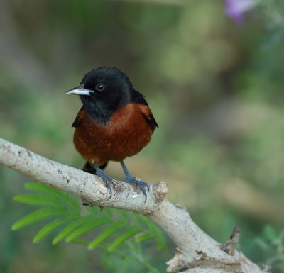 Orchard Oriole