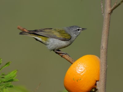 Tennessee Warbler