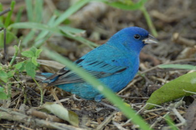 Indigo Bunting