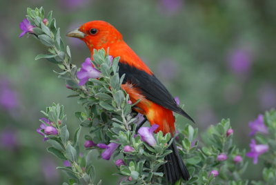 Scarlet Tanager