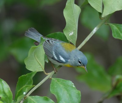 Northern Parula