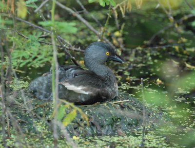 Least Grebe