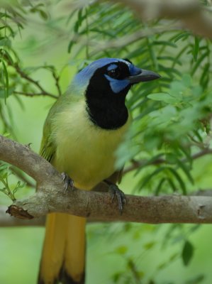 Green Jay