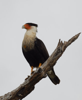 Crested Caracara