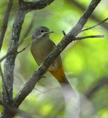 Colima Warbler
