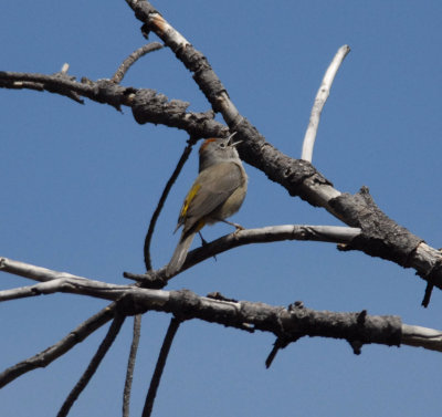 Colima Warbler