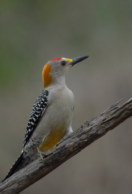 Golden-fronted Woodpecker