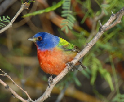 Painted Bunting