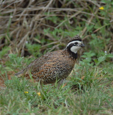 Bobwhite