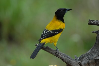Audubon's Oriole