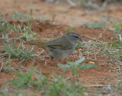Olive Sparrow
