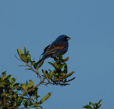 Blue Grosbeak