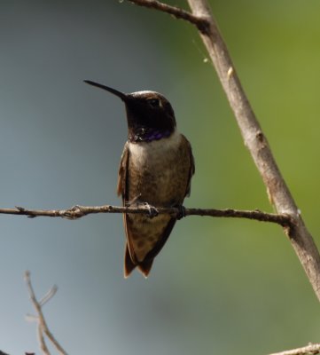 Black-chinned Hummingbird