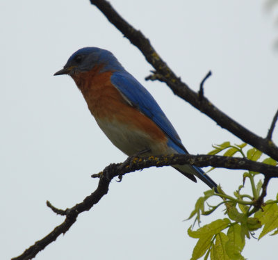 Eastern Bluebird