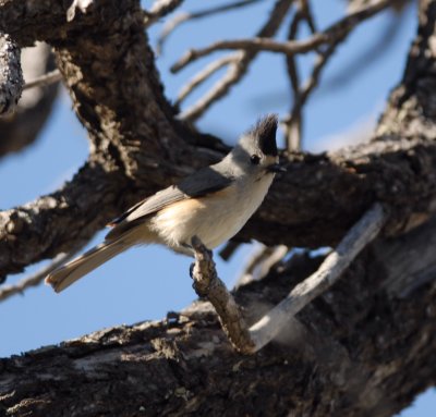 Tufted Titmouse