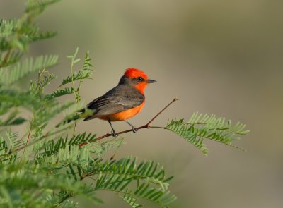 Vermillion Flycatcher