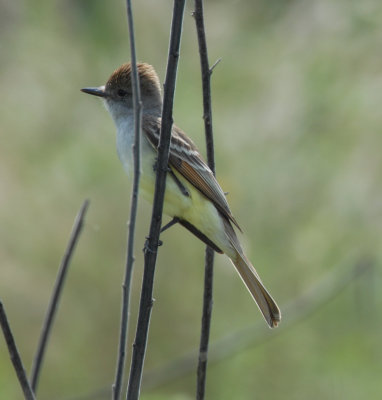 Ash-throated Flycatcher