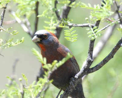 Varied Bunting
