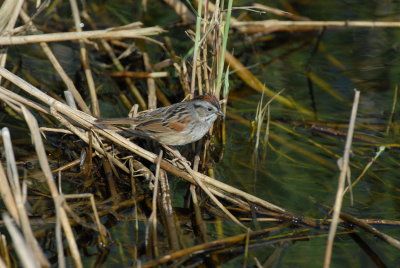 Swamp Sparrow