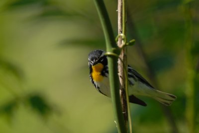 Yellow -throated Warbler