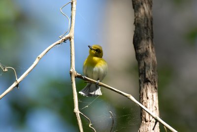 Yellow-throated Vireo