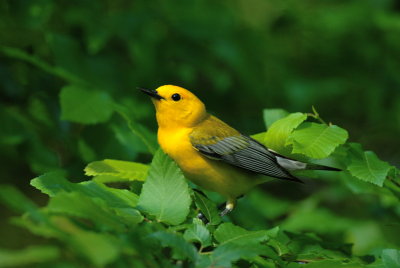 Prothonotory Warbler