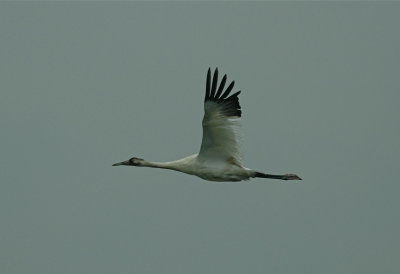 Whooping Crane