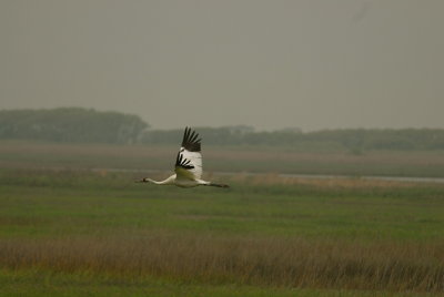 Whooping Crane