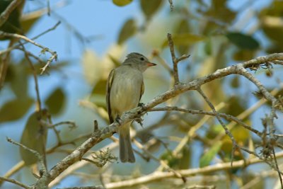 Northern Beardless Tyrannulet