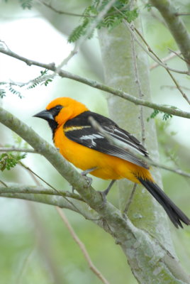 Altamira Oriole